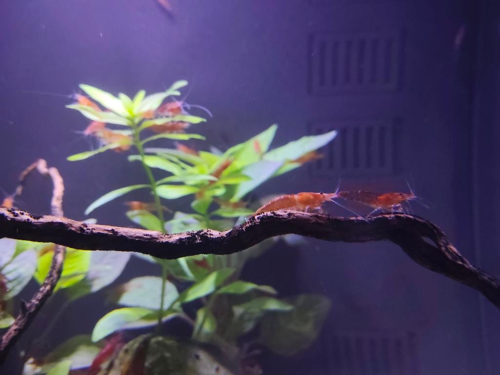 Vuurgarnalen, Dieren en Toebehoren, Kreeft, Krab of Garnaal, Zoetwatervis