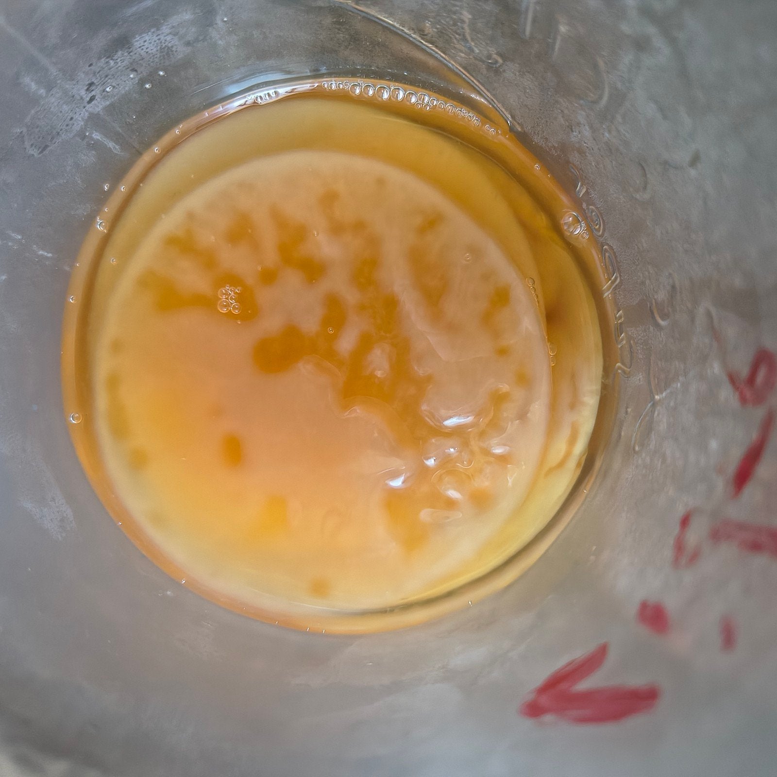 Kombucha SCOBY + Startvloeistof (200 g), Diversen, Verzenden