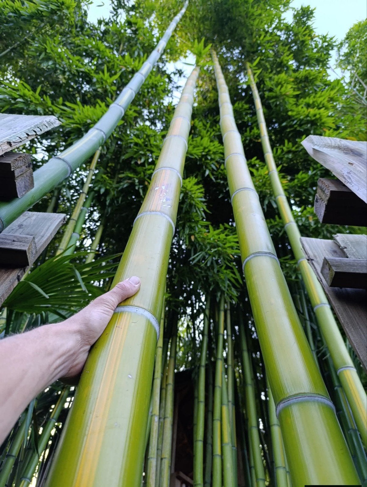 Reuzen bamboe Phyllostachys vivax huanwenzhu, Bloeit niet, Halfschaduw, Overige soorten, Ophalen