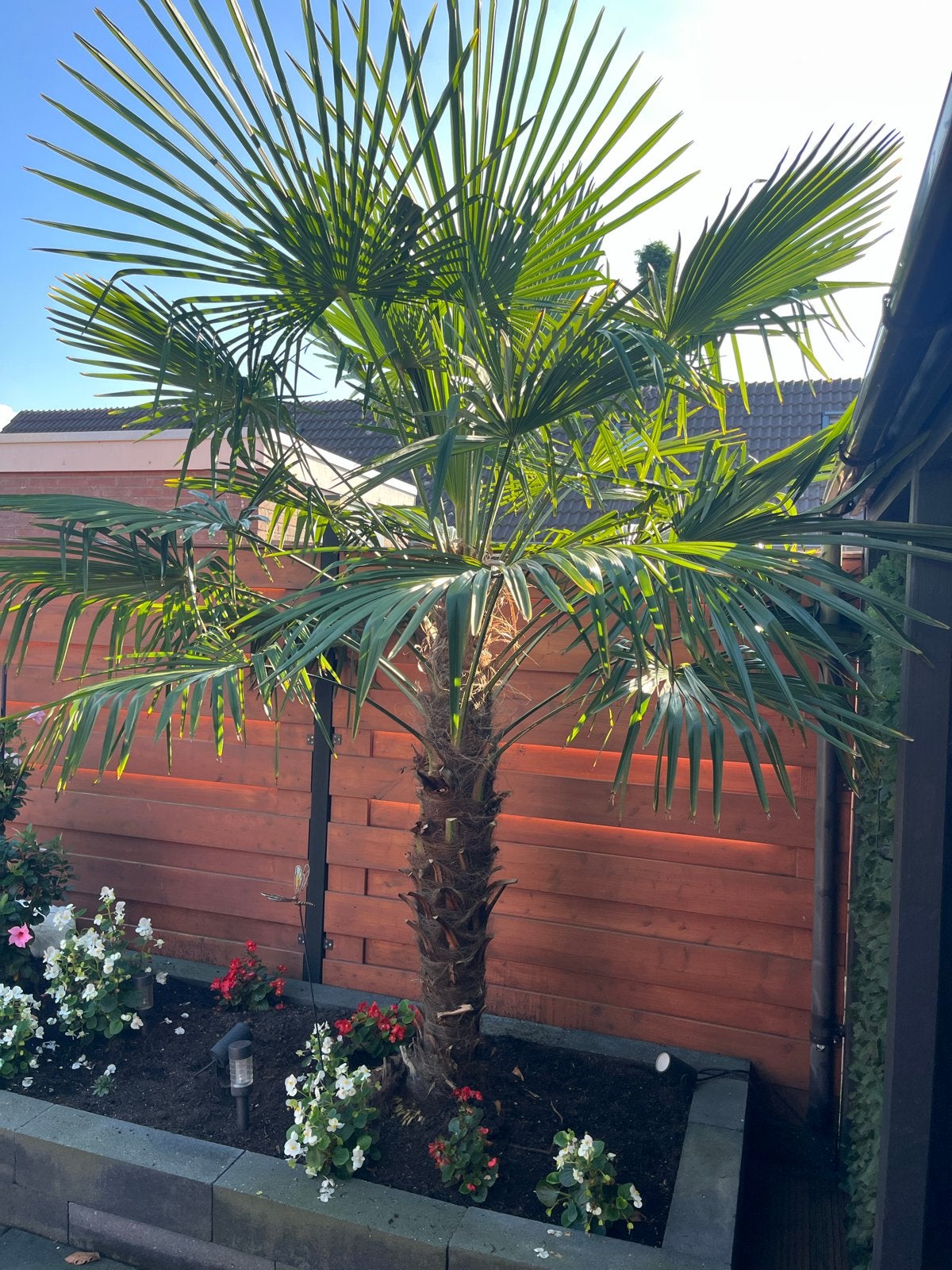 Winterharde Palmboom Trachycarpus Fortunei, Volle zon, Vaste plant, Bloeit niet, Ophalen