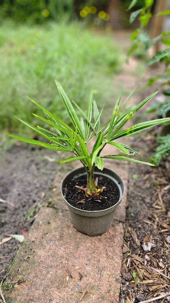 Palmboompjes Trachycarpus Fortunei, Volle zon, Vaste plant, Lente, Ophalen