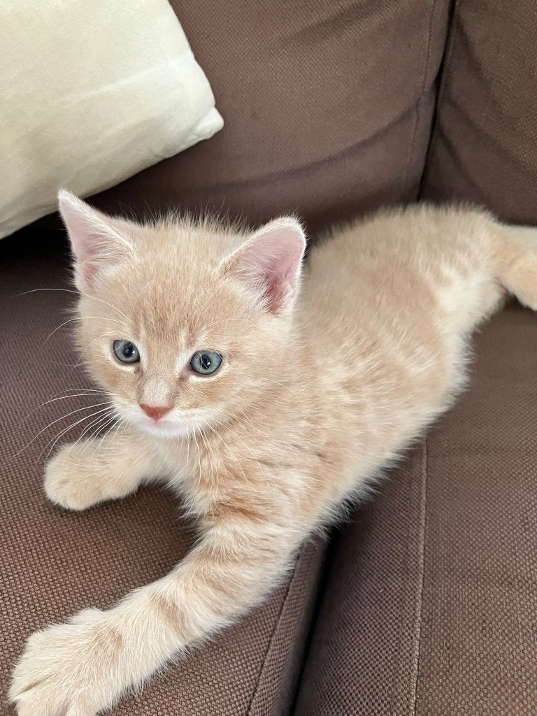 1 beige, mooie kater beschikbaar!, Kater, Kortharig, 0 tot 2 jaar