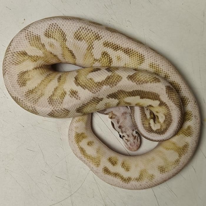 Python regius, Dieren en Toebehoren, Slang, 0 tot 2 jaar
