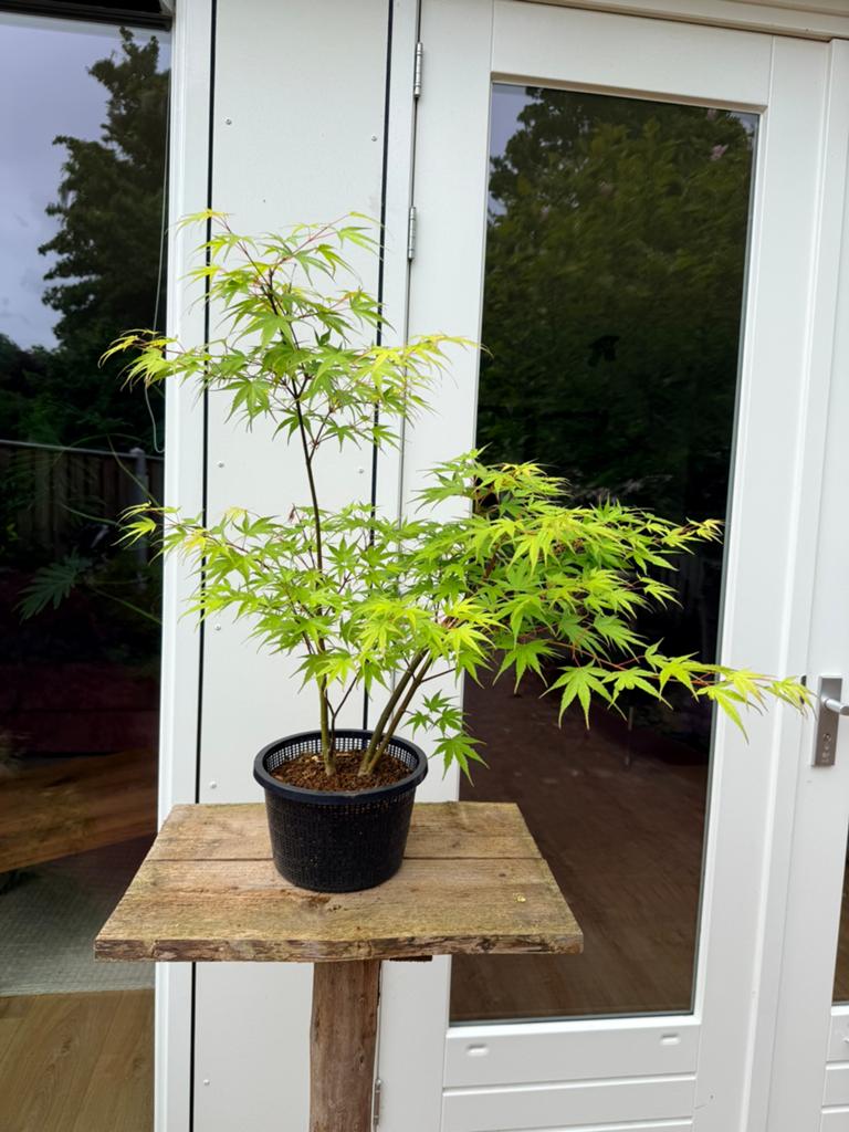 Acer palmatum Arakawa pre bonsai, 3-stam, Halfschaduw, Overige soorten, Lente, Minder dan 100 cm