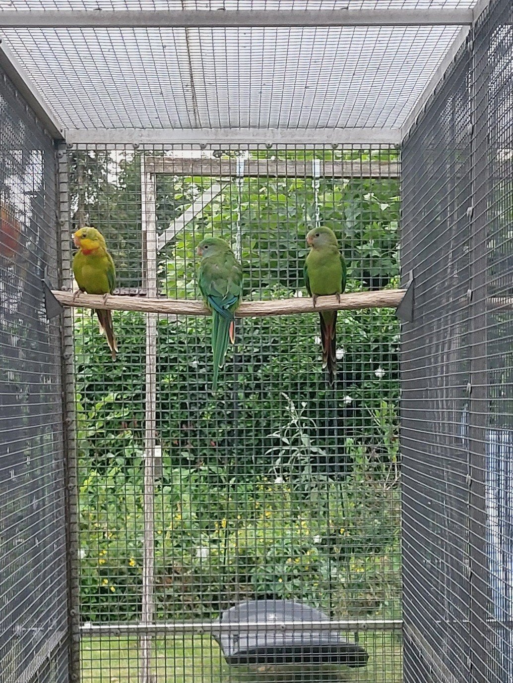 Baraband, Meerdere dieren, Parkiet, Geringd