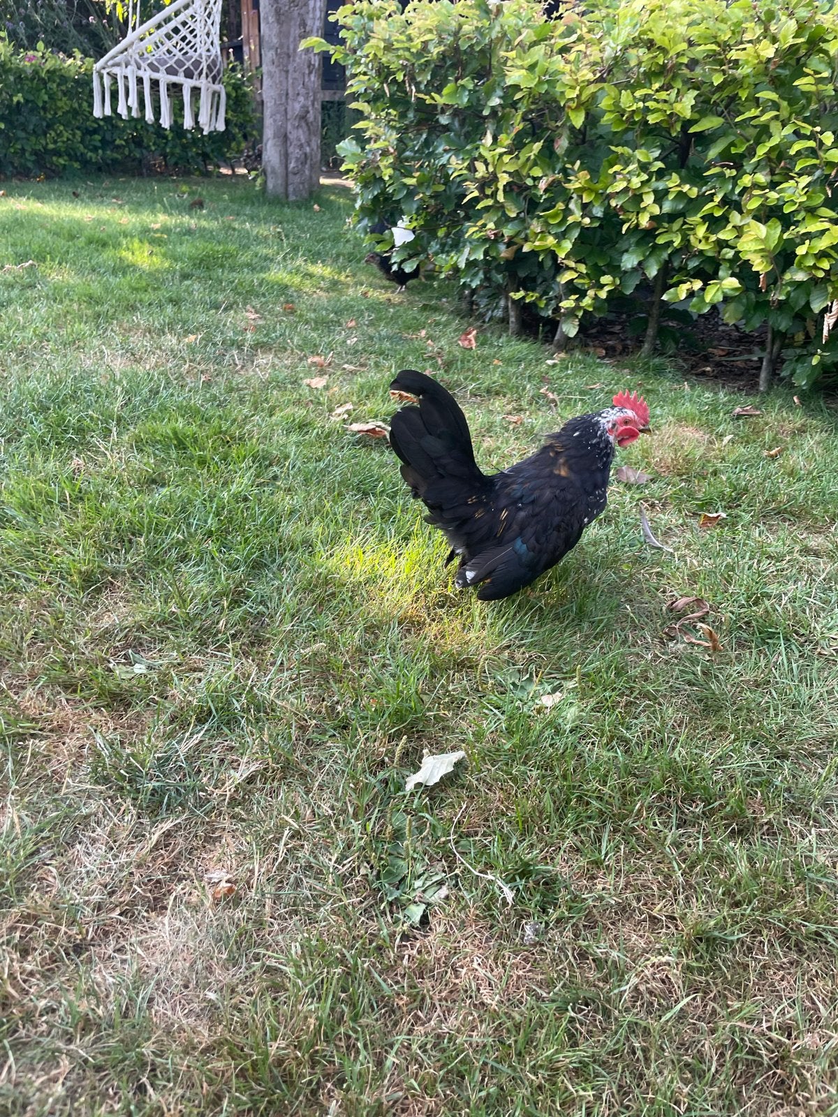 Serama hanen, Dieren en Toebehoren, Mannelijk, Kip