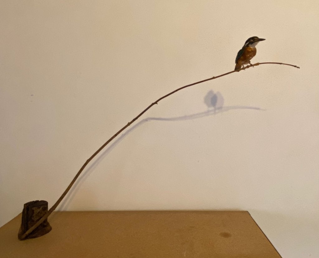 IJsvogel, Verzamelen, Ophalen of Verzenden, Zo goed als nieuw, Vogel, Opgezet dier