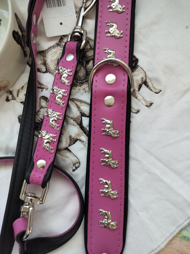Franse bulldog set  nieuw halsband 55 cm, Verzenden, Nieuw, Hondenriem-accessoire