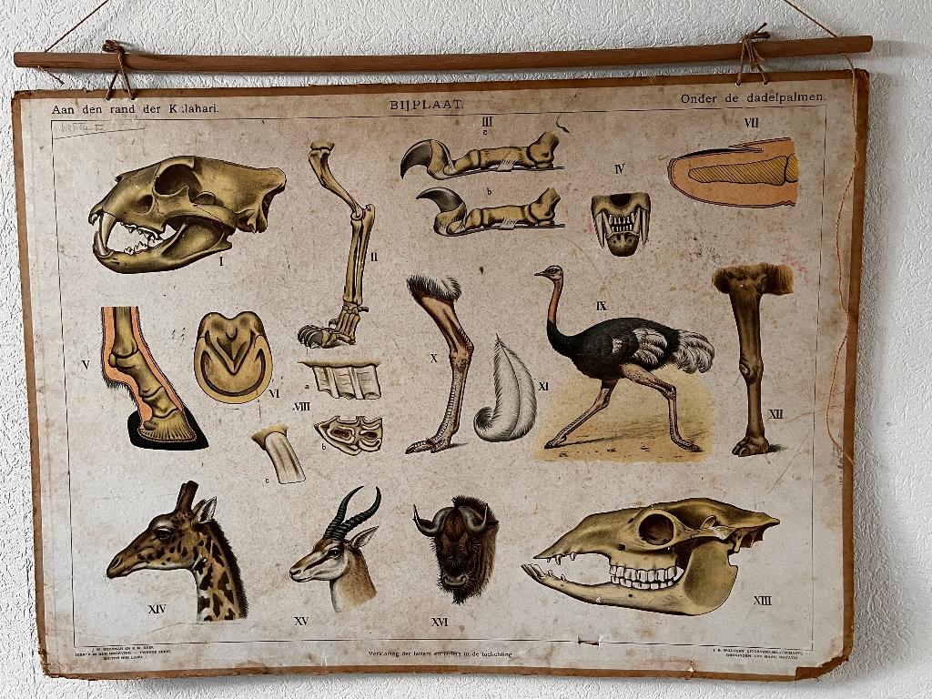 Wandkaart Borneo - Aan de rand der Kalahari, Ophalen, Geschiedenis