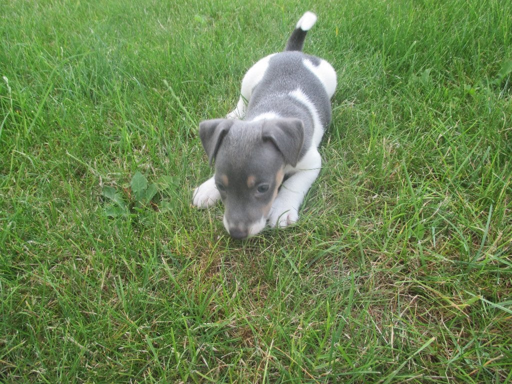 Mooie blauwe  jack russell pups, Dieren en Toebehoren, Honden | Jack Russells en Terriërs, Meerdere dieren, Jack Russell Terriër