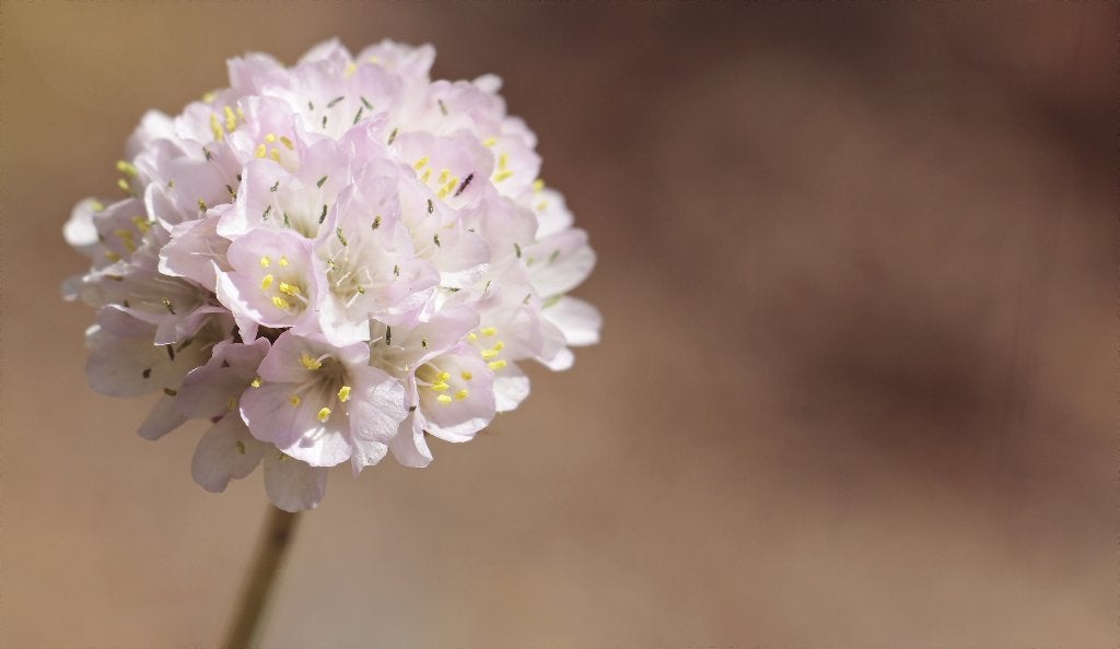 Engels gras Armeria maritima 'Alba', Ophalen of Verzenden, Vaste plant, Siergrassen, Volle zon