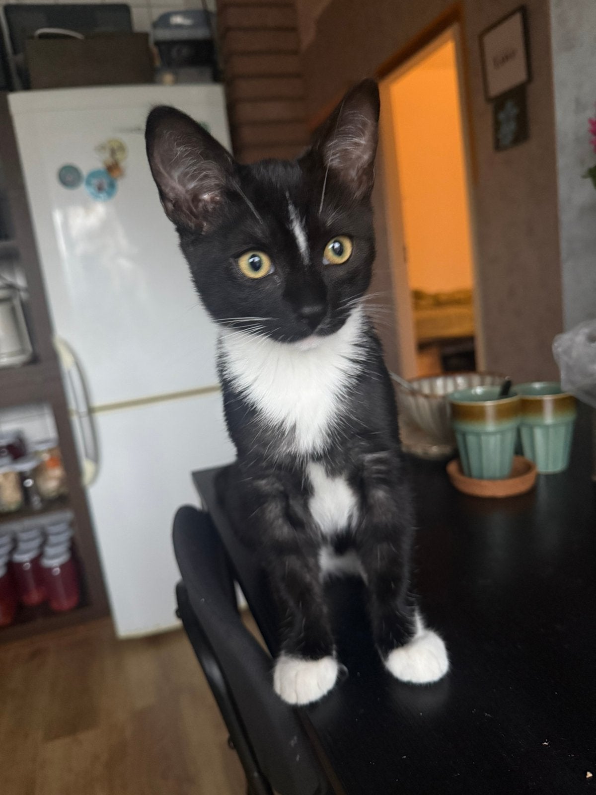 katje, Dieren en Toebehoren, Kater, Ontwormd, 0 tot 2 jaar