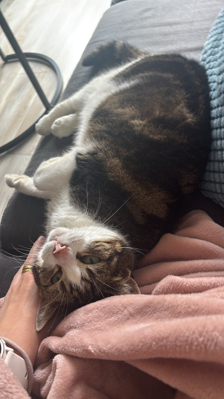 Nieuw thuis gezocht voor Zoë, Dieren en Toebehoren, Poes