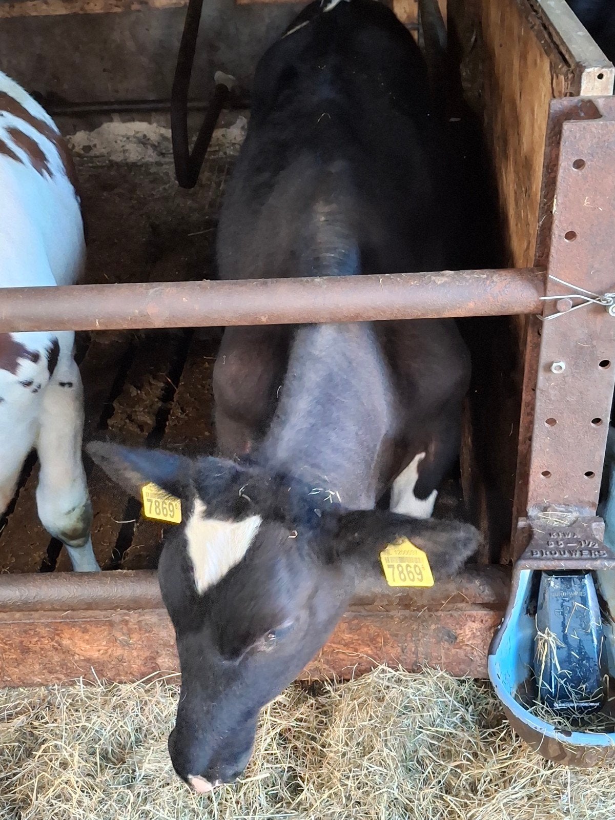 Te koop: Vaarskalf zwartbont, Dieren en Toebehoren, Vrouwelijk, 0 tot 2 jaar
