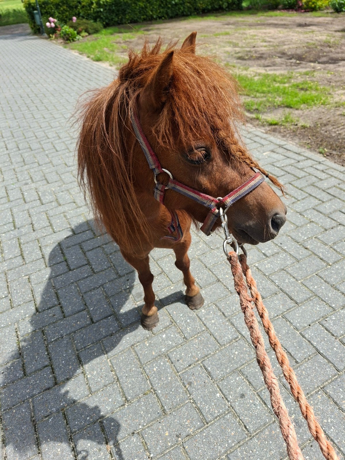 Pony, Merrie, Met stamboom, Niet van toepassing, A pony (tot 1.17m)