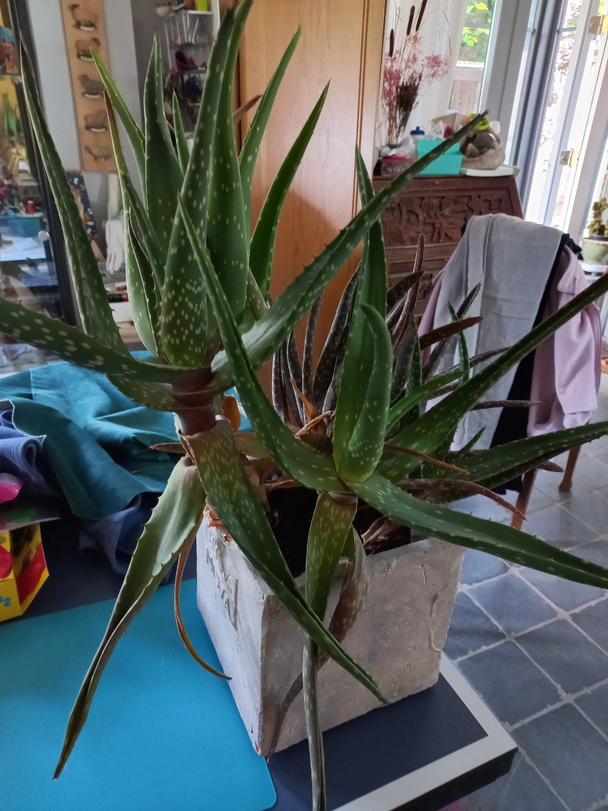 2 planten in bakken., Huis en Inrichting, Kamerplanten, Ophalen