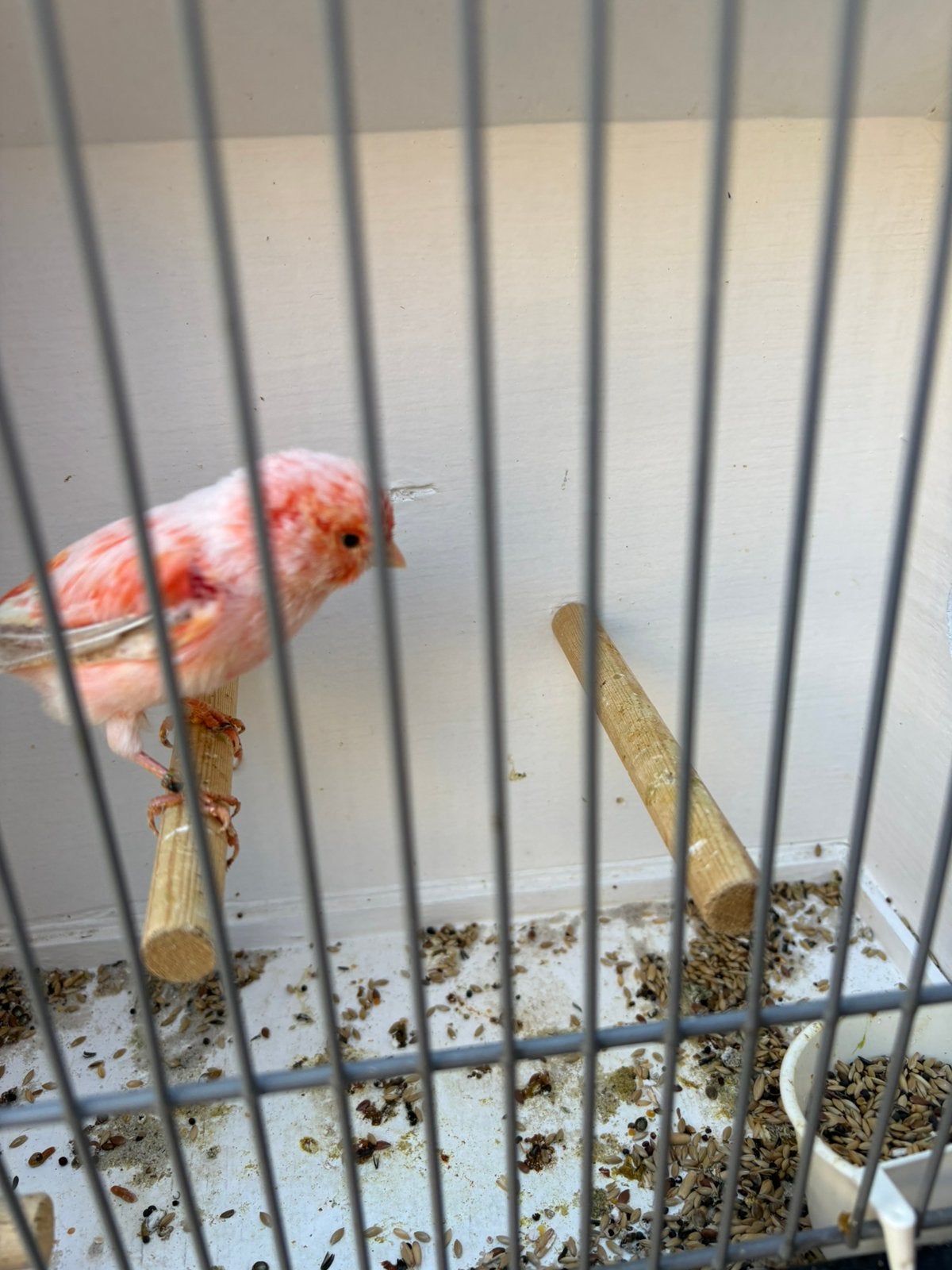 Rood mozaïek man, Dieren en Toebehoren, Mannelijk, Kleurkanarie