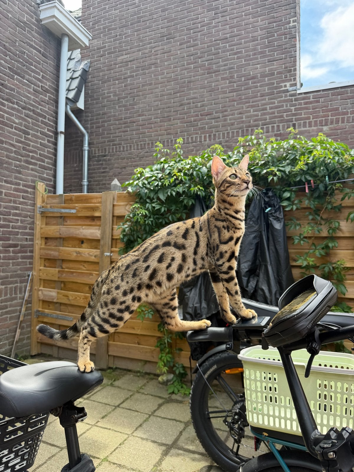 Savannah f6 kat, Kater