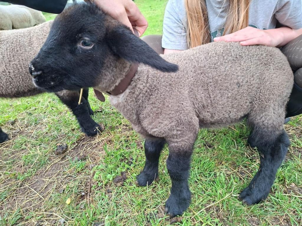 Suffolk stamboek ram lammeren nog 3 te koop, Dieren en Toebehoren, Mannelijk, Schaap