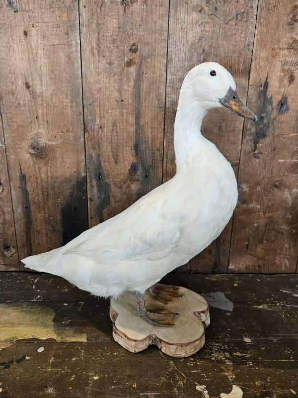opgezette witte eend ``WOONWINKEL RUSTIEK``, Ophalen of Verzenden, Zo goed als nieuw, Vogel, Opgezet dier