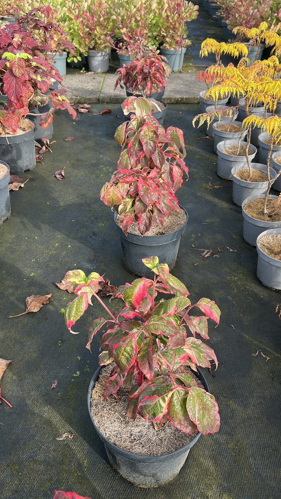 Cornus Florida 'Daybreak' in 7,5L pot, Vaste plant, Halfschaduw, Lente, Ophalen