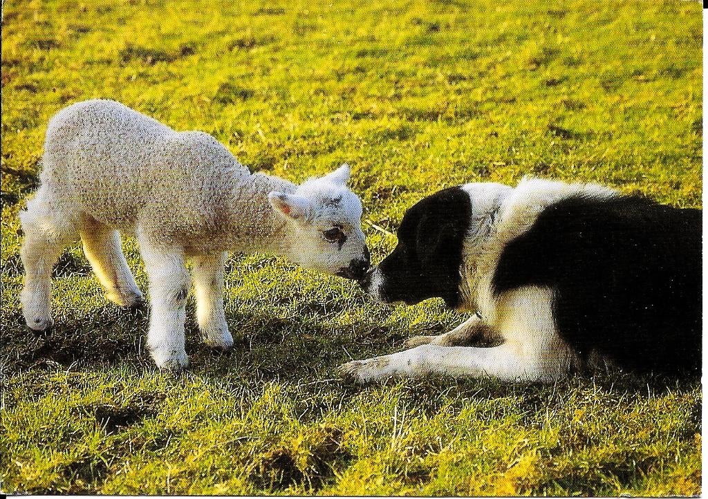 Ansichtkaart	Lam en collie, Verzenden, 1980 tot heden, Gelopen, Hond of Kat
