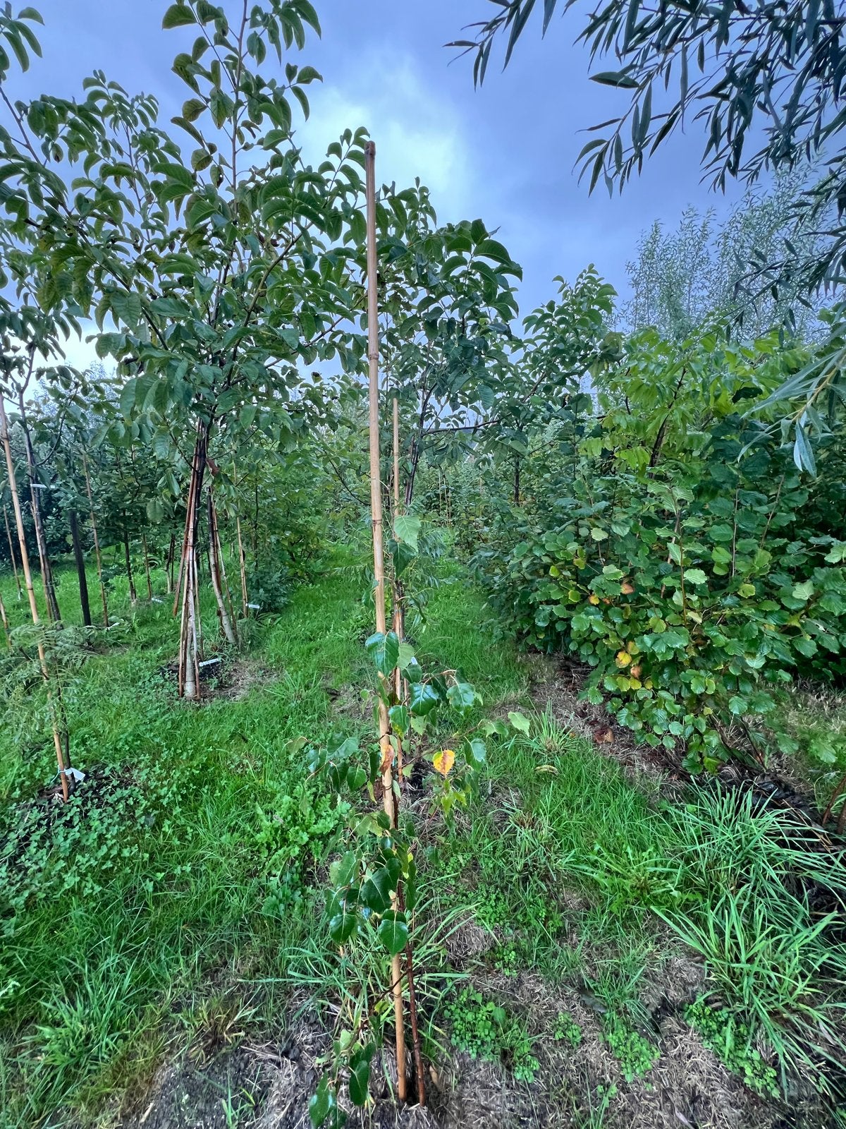 Hazelaar struik - 200cm zaailing, Tuin en Terras, Ophalen, Overige soorten, Struik, 100 tot 250 cm