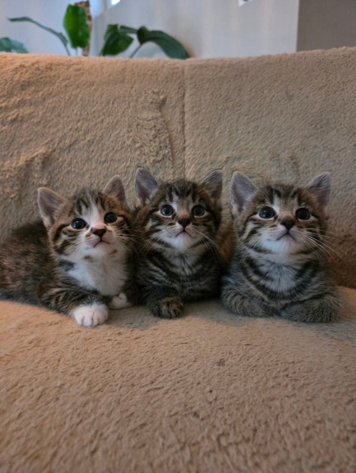 Prachtige kittens zoeken een liefdevol huisje, Meerdere dieren