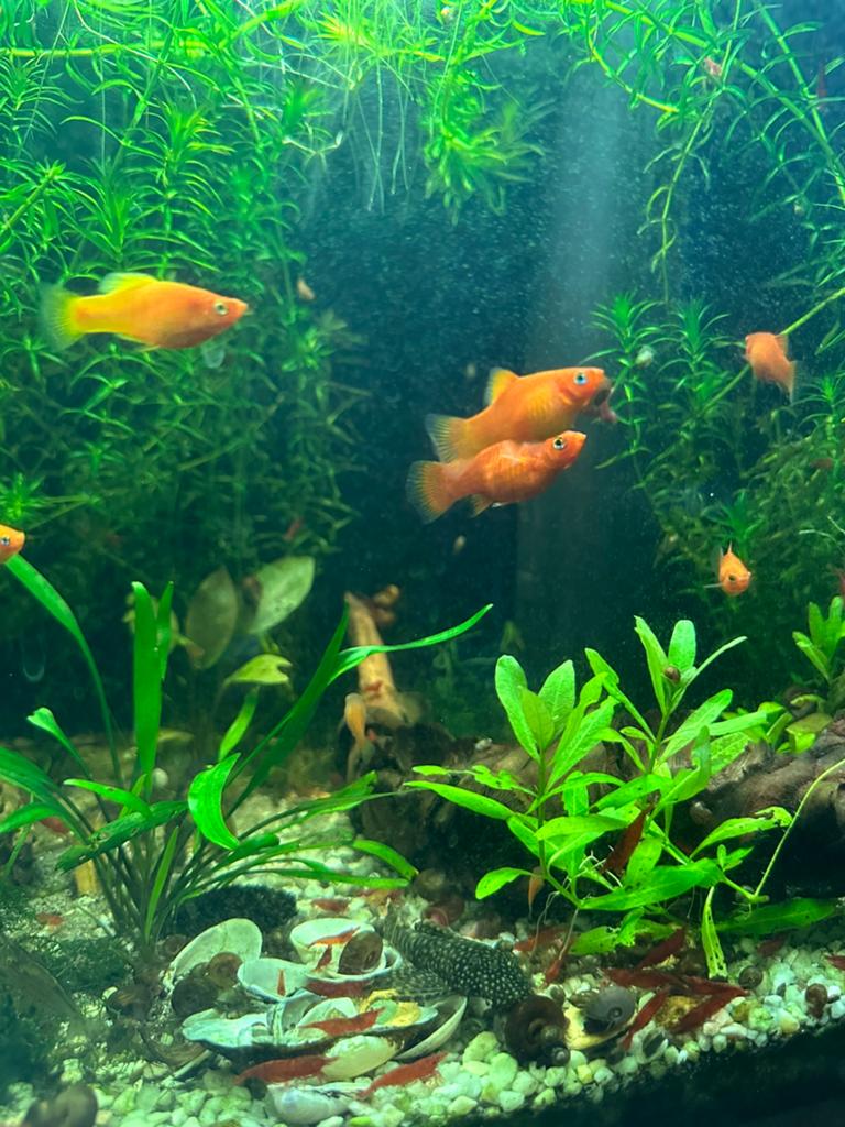 Platys, blauw, oranje, geel, rood/zwart etc, Vis