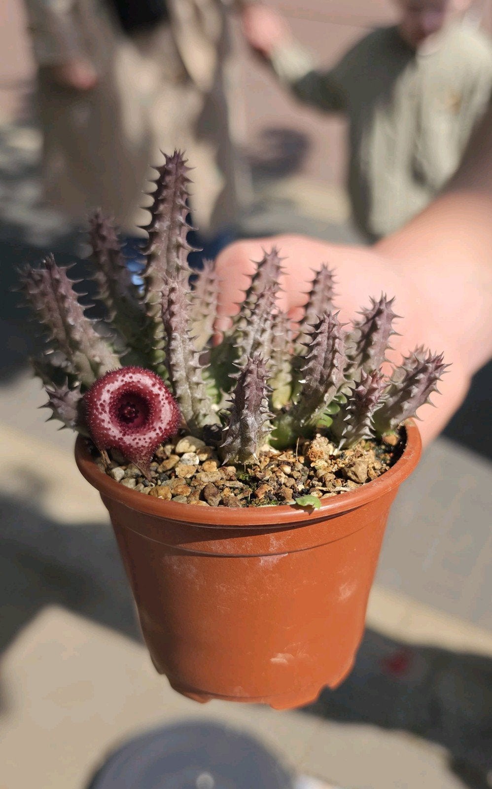 Rare Dark Red Stapelia Huernia, Ophalen of Verzenden, Halfschaduw, Minder dan 100 cm