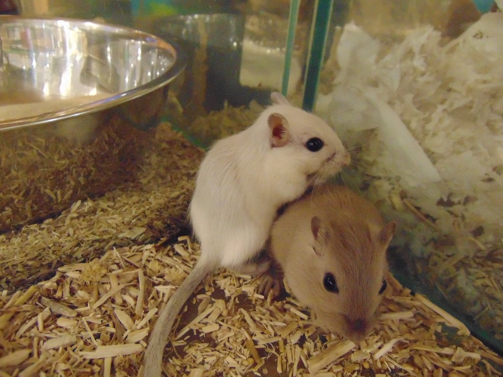 Woestijnratjes (gerbils) in Assen!, Dieren en Toebehoren, Augustus, Mannelijk, Overige typen
