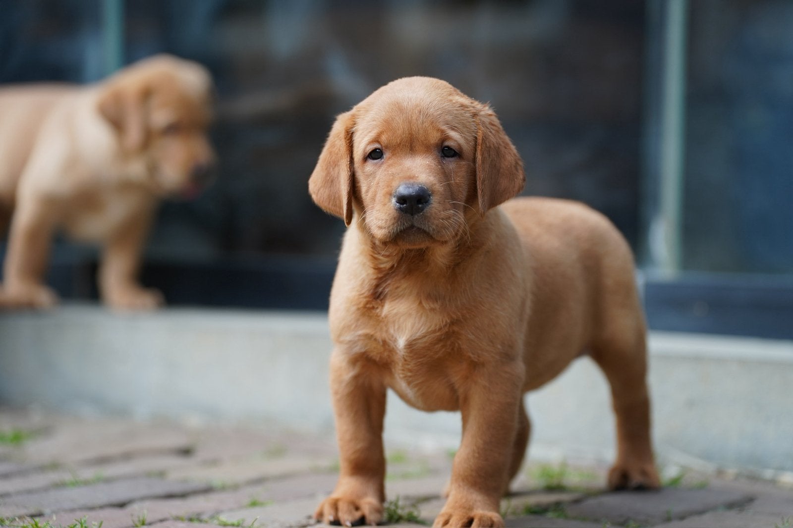 Labrador Retriever pups | Red fox en Blond | Redfox, Dieren en Toebehoren, Honden | Retrievers, Spaniëls en Waterhonden, Parvo