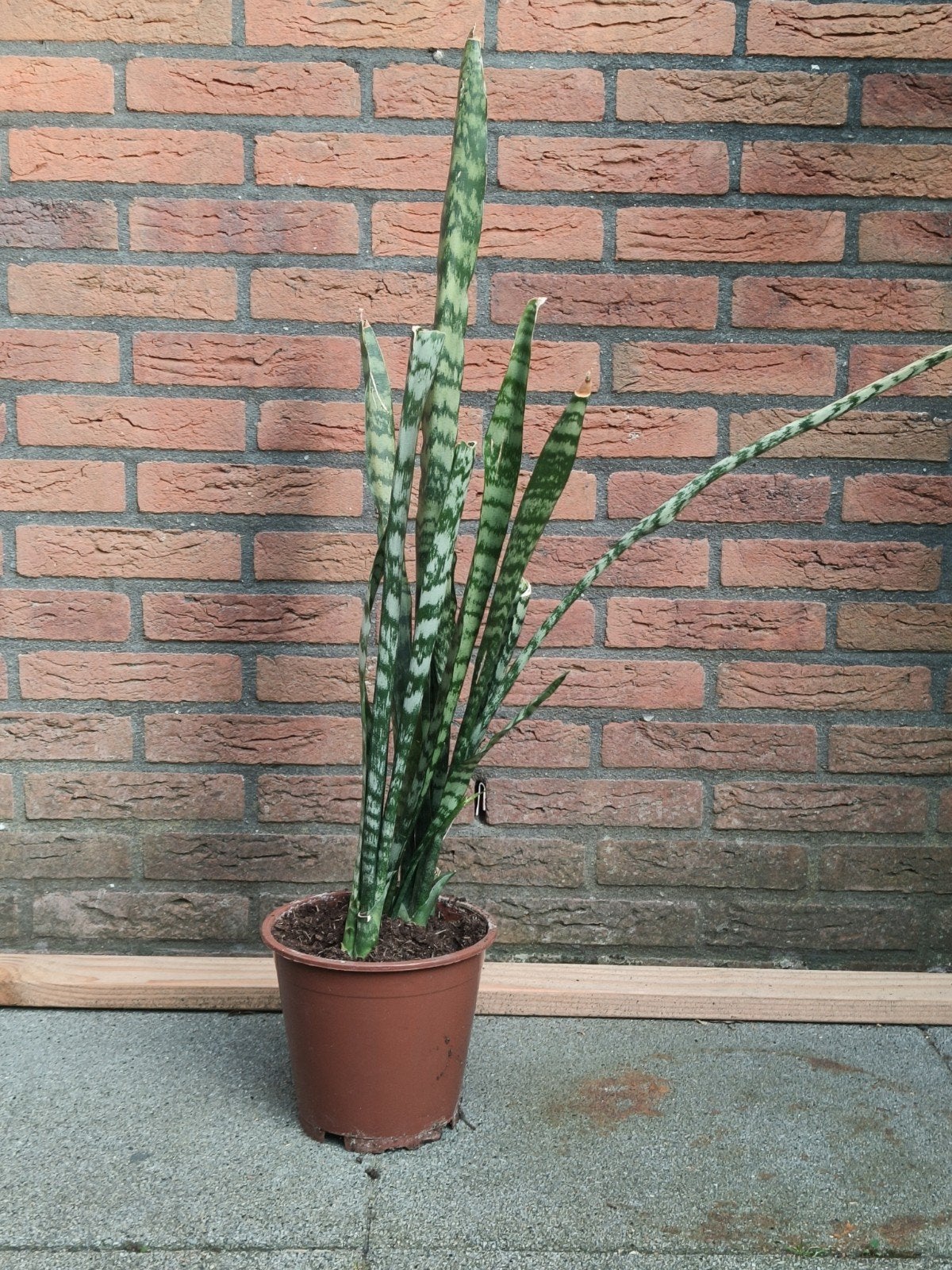 Sansevieria Cylindrica - Vrouwentong, Groene kamerplant, Ophalen of Verzenden, Halfschaduw, Minder dan 100 cm