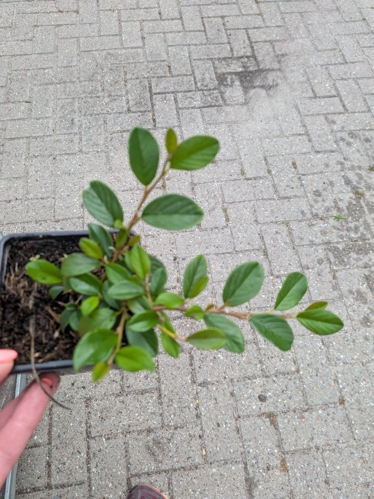Cotoneaster dammeri – Dwergmispel – P9, Tuin en Terras, Ophalen, Bodembedekkers, Volle zon, Vaste plant