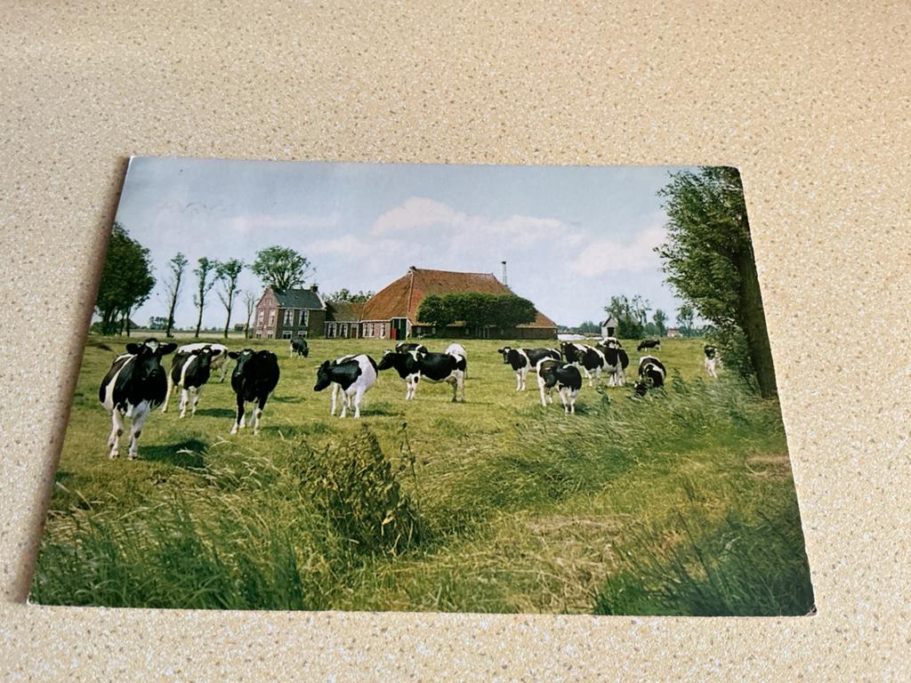 O85 Friesland onbekende Boerderij koe, Ophalen of Verzenden, Friesland