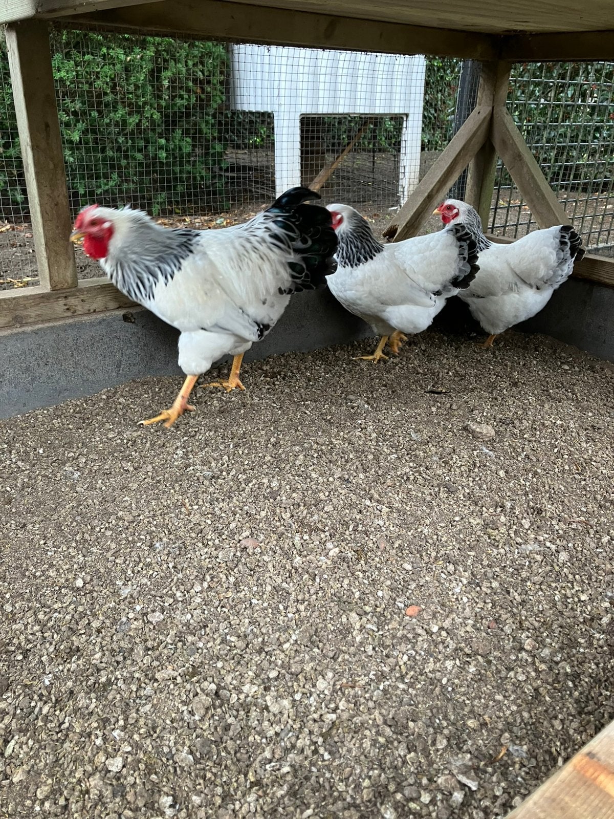 2 kippen en 1 haan Wyandotte’s kriel, Meerdere dieren, Kip