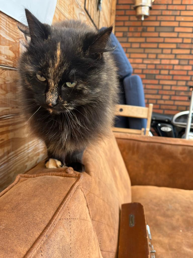 Halfbloed Ragdoll, Dieren en Toebehoren, Poes