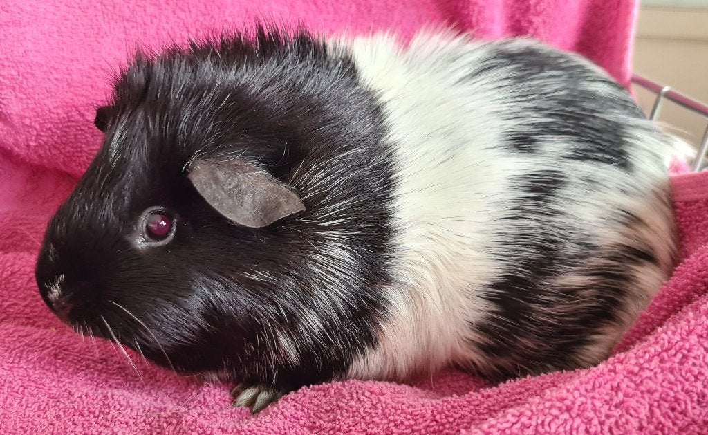 nieuw koppel dalmatiner, November, Meerdere dieren, Cavia