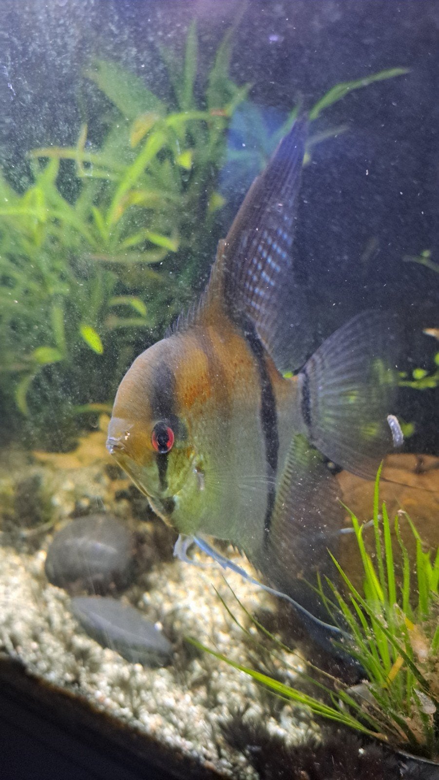 Maanvis, Dieren en Toebehoren, Vis