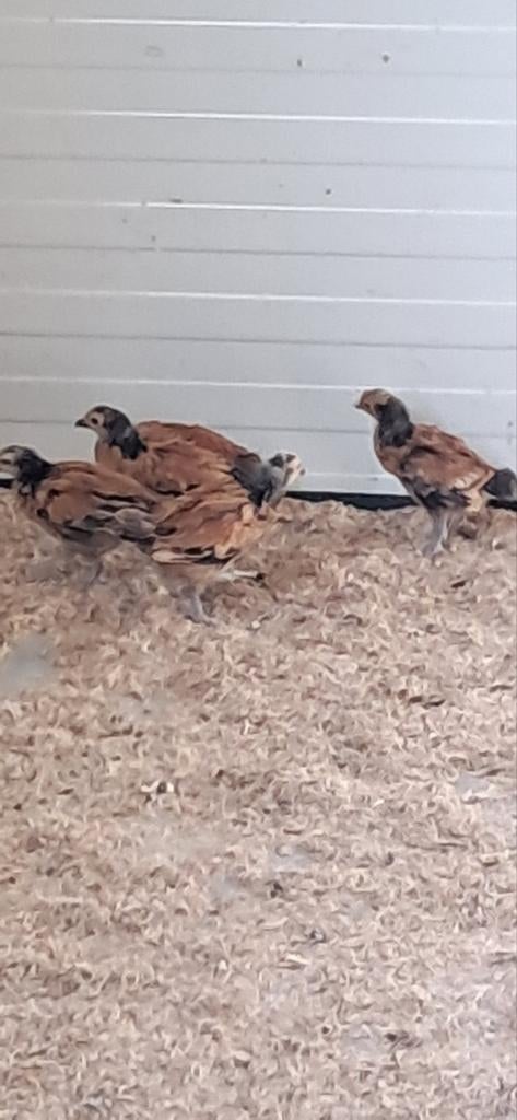 11 Vorwerk krielen 20 maart, Dieren en Toebehoren, Pluimvee, Meerdere dieren, Kip