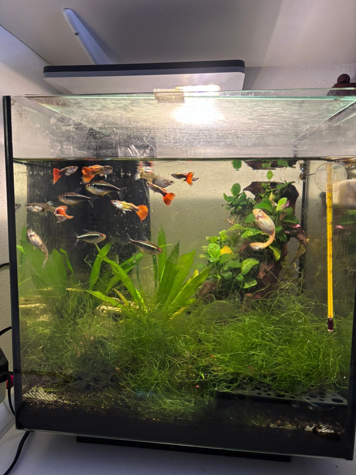 Aquarium met alles er op en der aan, Dieren en Toebehoren, Vissen | Aquaria en Toebehoren, Ophalen, Zo goed als nieuw, Gevuld zoetwateraquarium