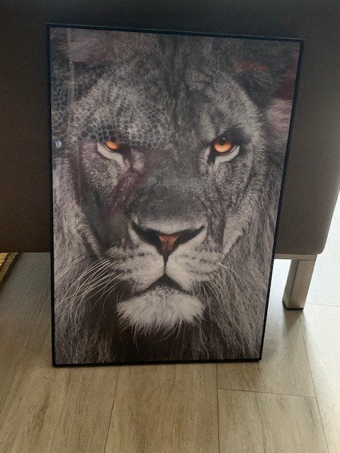 Poster leeuwenkop, Verzamelen, Posters, Ophalen, Rechthoekig Staand, Met lijst, Zo goed als nieuw