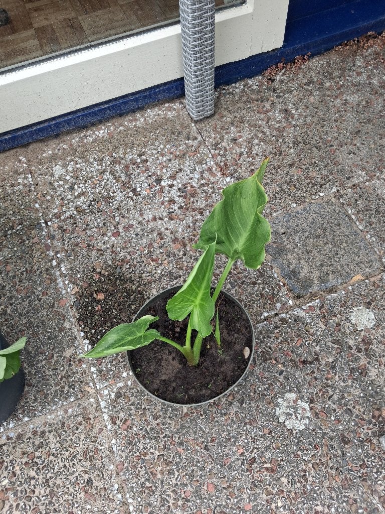 kamerplanten 7 stuks zie de foto,s stippenbegonia, Ophalen, Overige soorten, Halfschaduw, In pot
