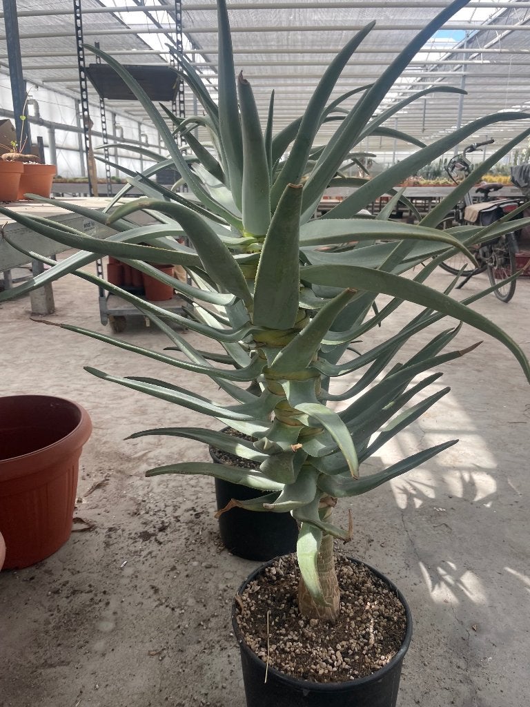 Aloe Dichotoma ( kokerboom) uit Namibie in potmaat 30cm., Ophalen, Vetplant, 100 tot 150 cm, In pot