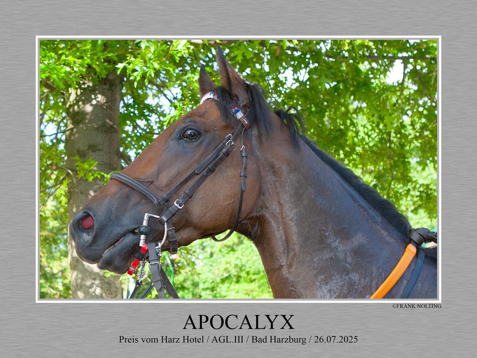 Apocalyx, Ruin, 160 tot 165 cm, Recreatiepaard, 3 tot 6 jaar