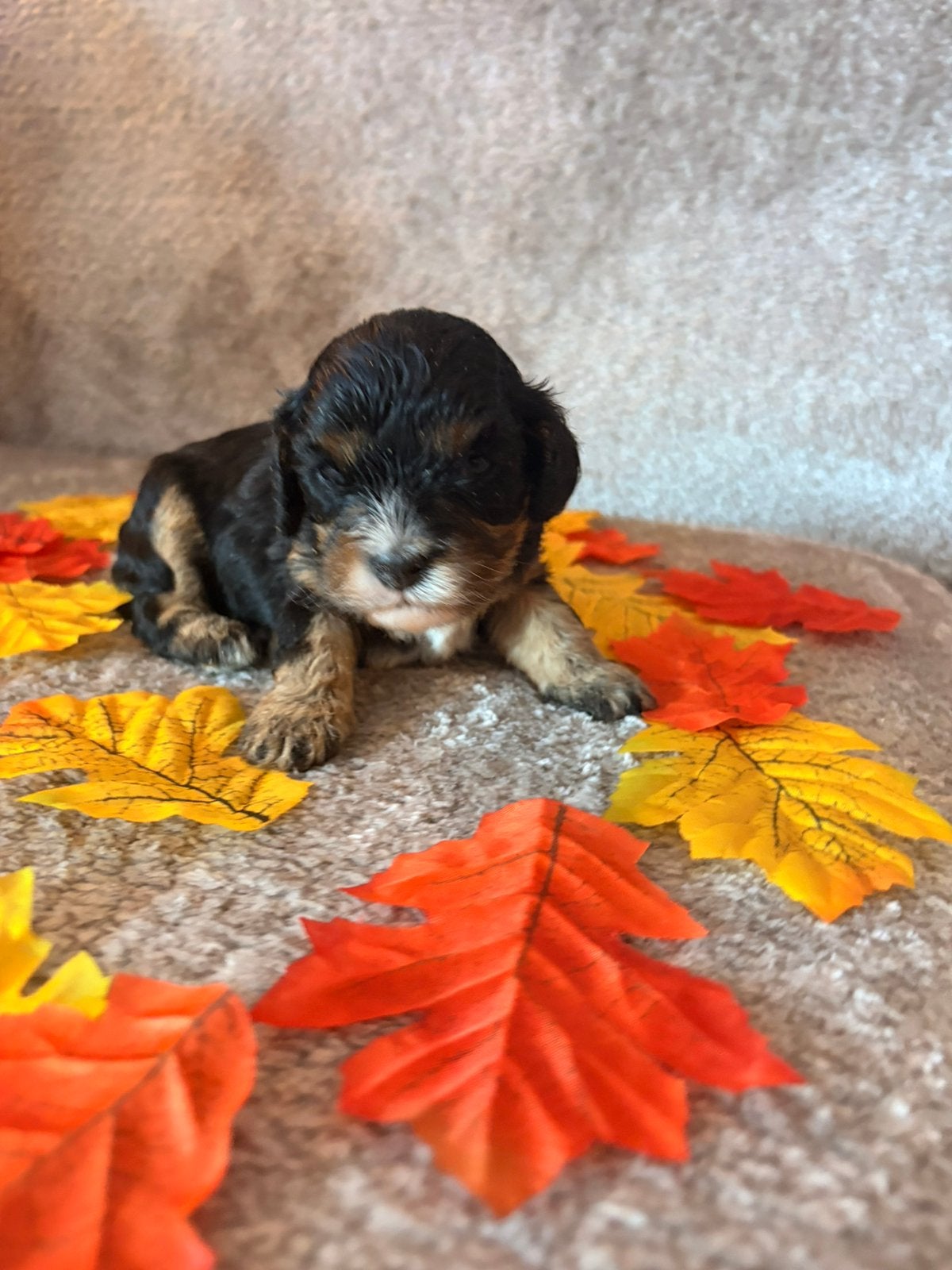Cavapoo, Dieren en Toebehoren, Overige rassen, 8 tot 15 weken, Parvo, Meerdere