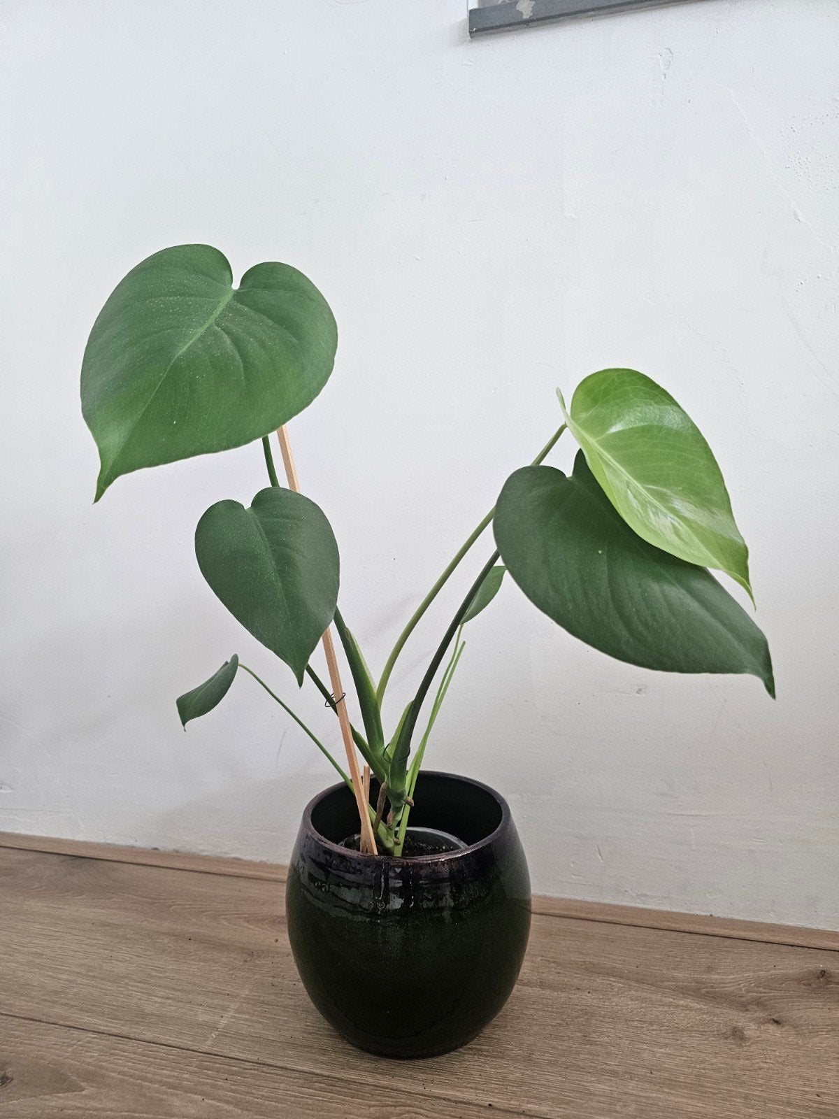 Monstera deliciosa met extra mooie pot  🌿🌿, Ophalen, Minder dan 100 cm