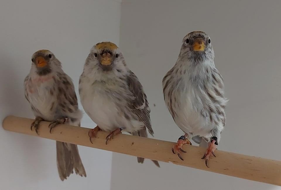 Gezocht   barmsijs pop, Meerdere dieren