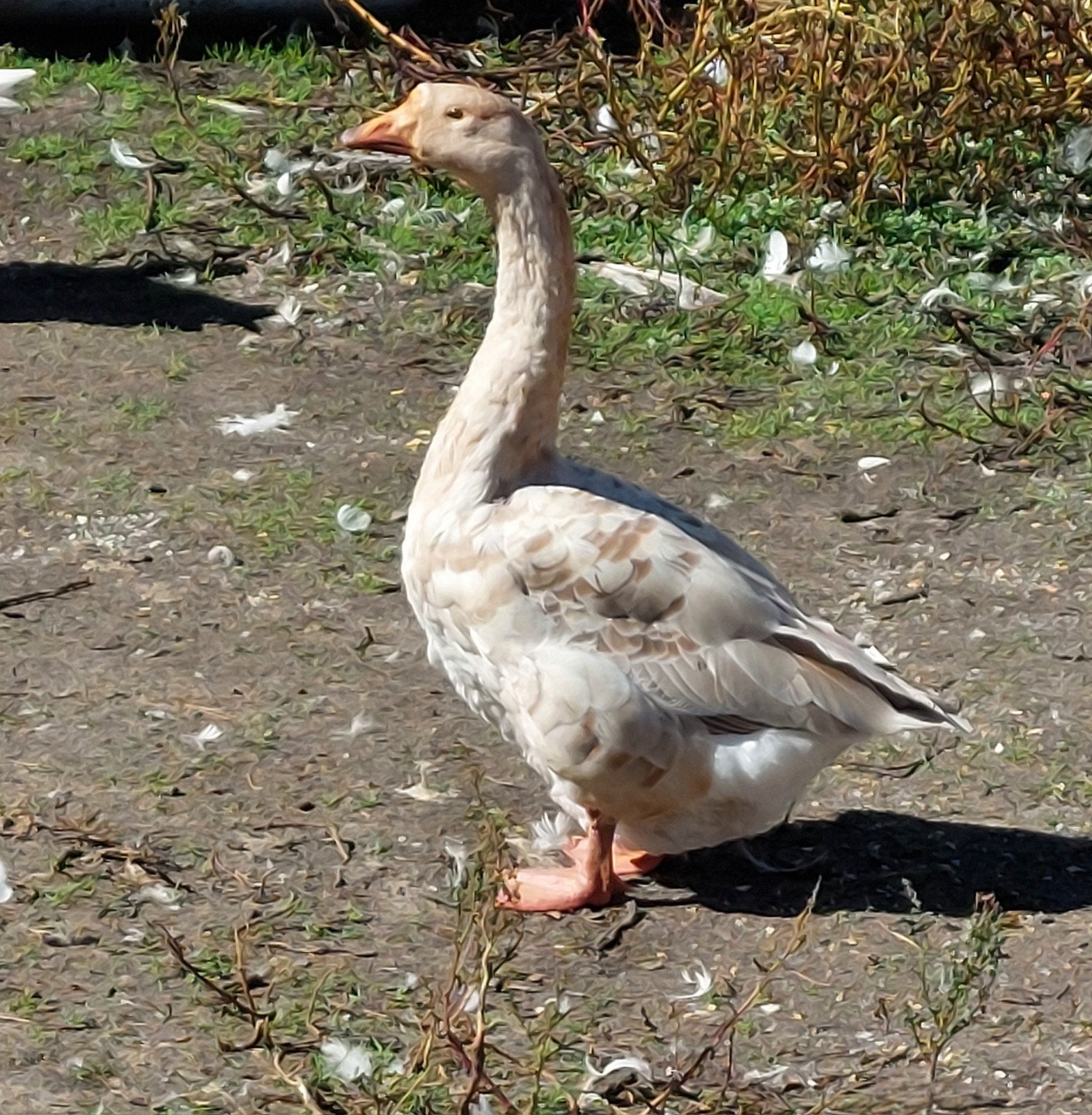 Nog zeldzame buff kleurige knobbelgans vrouw, Dieren en Toebehoren, Mannelijk, Kip