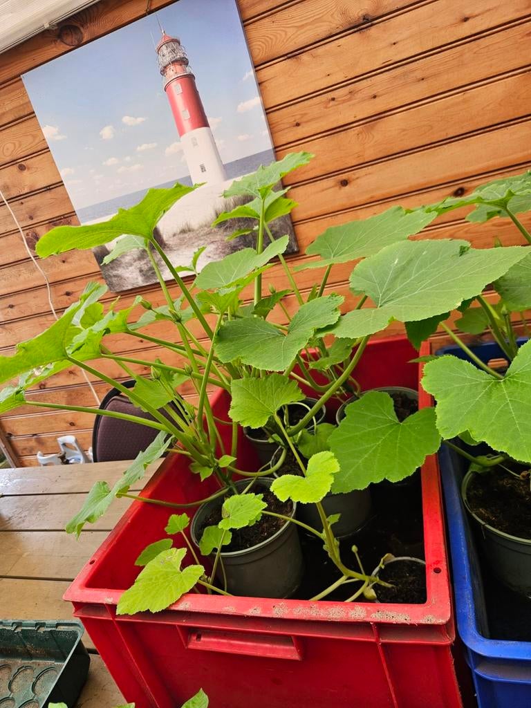 Gele Courgette Planten - Eigen Kweek, Ophalen, Volle zon, Groenteplanten, Eenjarig